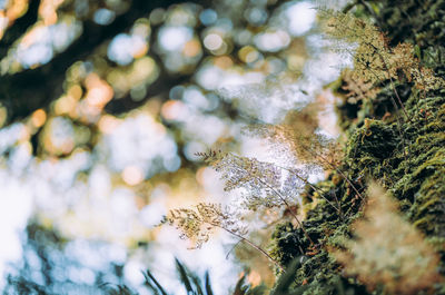 Close-up of snow on branch