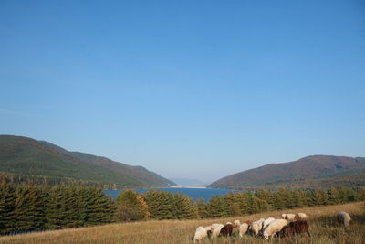 Scenic view of landscape against clear sky