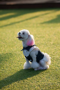Dog sitting on field