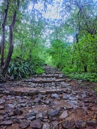 Footpath amidst trees in forest