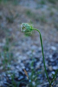 Close-up of green flowering plant