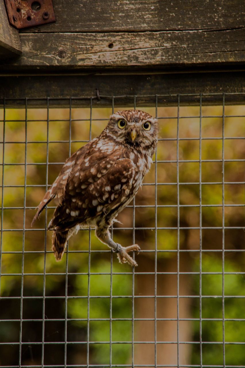 PORTRAIT OF EAGLE PERCHING IN CAGE