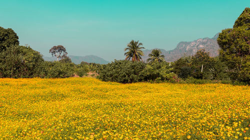 Yellow flowers growing on field