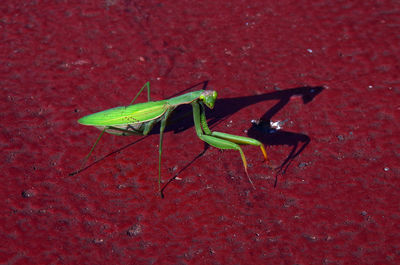 Close-up of insect on leaf