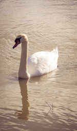 Swan floating on lake