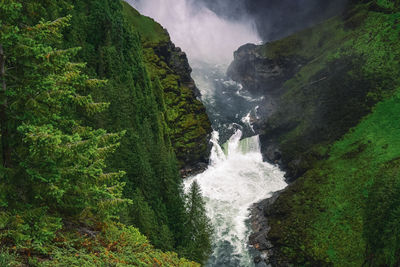 Scenic view of waterfall in forest