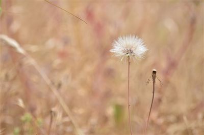 Close-up of dandelion flower on field