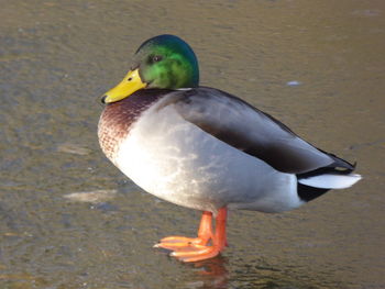 Close-up of a duck in a lake