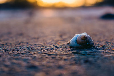 Surface level of shells on sand