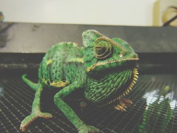 Close-up of chameleon on leaf