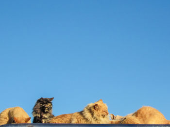 Low angle view of cats against clear blue sky