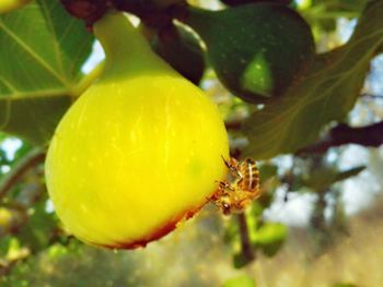 Close-up of insect on leaf
