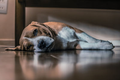 Close-up of dog lying on floor at home