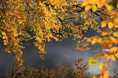Scenic view of autumnal leaves by lake