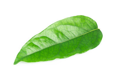 Close-up of green leaf on white background