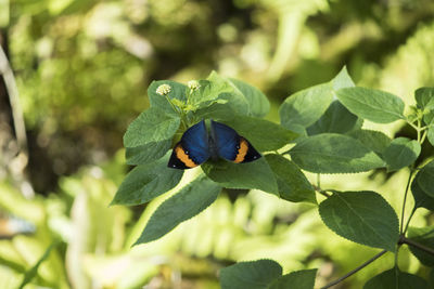 Close-up of butterfly on leaf