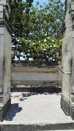 Trees growing in backyard