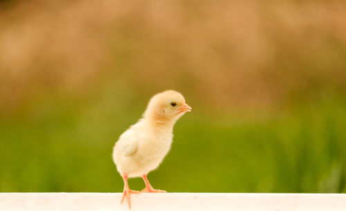 Close-up of a bird against blurred background