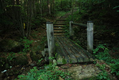 Wooden footbridge in forest