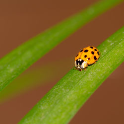 Close-up of ladybug on leaf