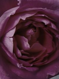 Close-up of pink rose