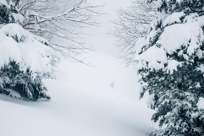 Snow covered trees against sky