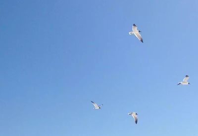 Low angle view of seagull flying against sky