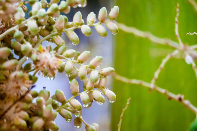 Close-up of flowering plant