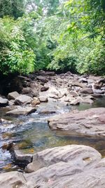 Stream flowing through rocks in forest