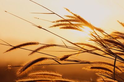 Low angle view of silhouette plants against sky during sunset