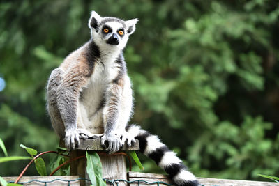 Lemur sitting on wooden post