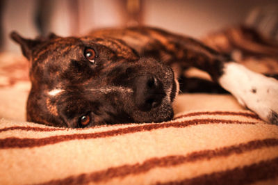 Close-up of dog lying on sofa
