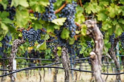 Close-up of grapes on tree