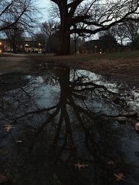 Full frame shot of wet tree