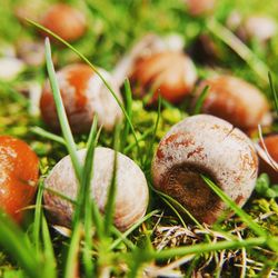 Close-up of mushrooms growing on field