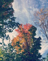 Low angle view of trees against sky during autumn