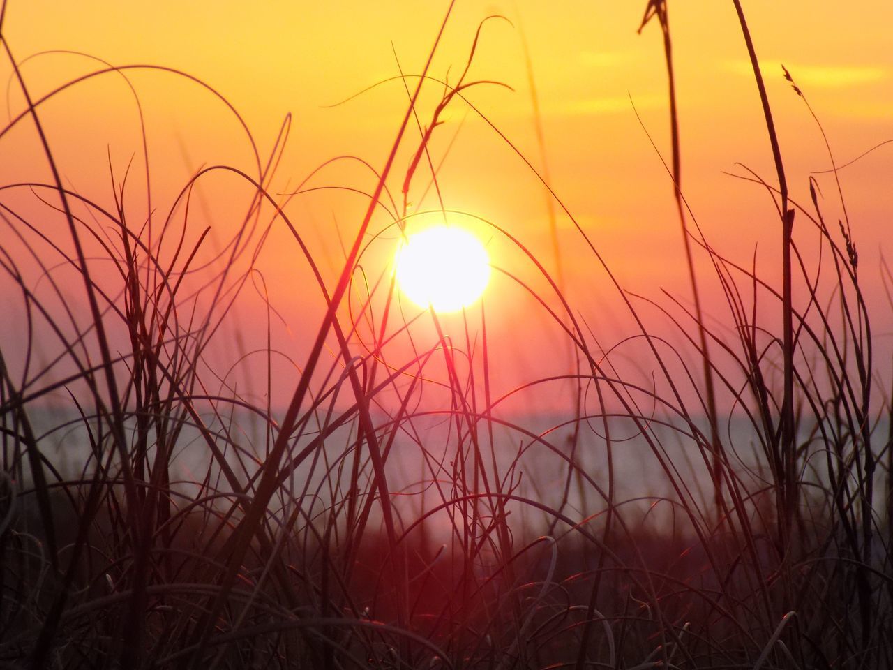 CLOSE-UP OF SILHOUETTE PLANTS AGAINST SUNSET SKY