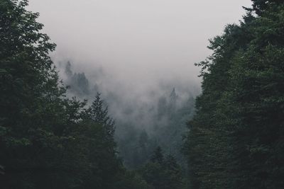 Trees in forest during foggy weather