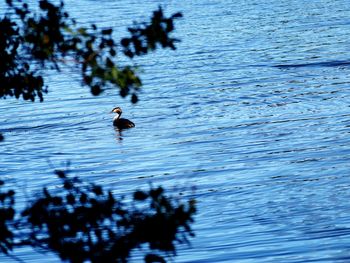 Ducks swimming in lake