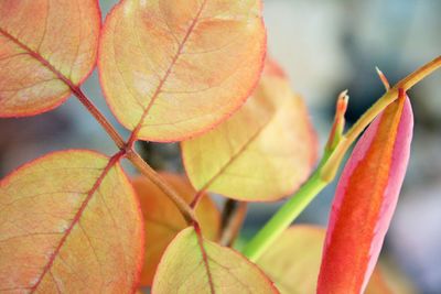 Close-up of maple leaves