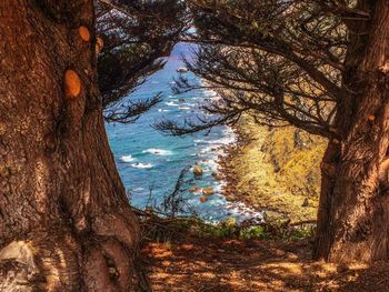 Trees by lake in forest