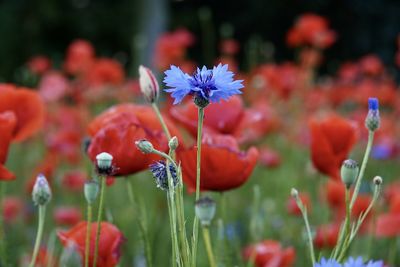 Close-up of red poppy flowers on field