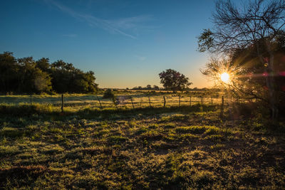 Trees growing on field against sky during sunset