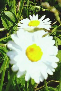 Close-up of yellow flower blooming outdoors