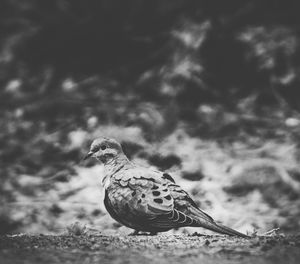 Close-up of a bird on a field