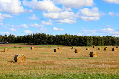 View of sheep on field against sky