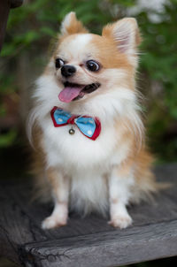 Portrait of dog sticking out tongue