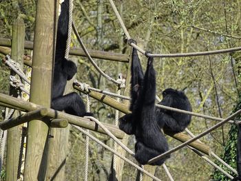 Close-up of apes sitting on wooden railing
