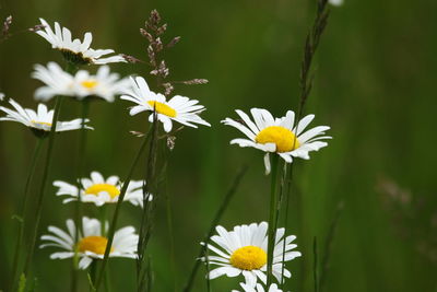 Close-up of white daisy flowers