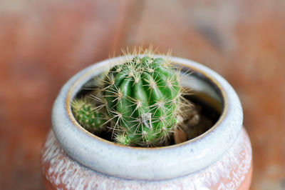 Close-up of succulent plant in pot